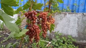 Обзор виноградника гф журавчик вишневый'25