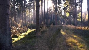 Музыка из фильма Дом с лилиями Е.Ширяев.