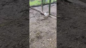 Мышка зашла не в ту дверь. Кошечка Лапа упустила мышку 🐀 курочки 🐔 мышку не упустят 💪