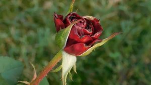 19=09=2025  кмр   (180)