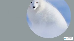 Фамилия Алекберова: происхождение, история и значение – все, что вы хотели знать!