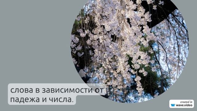 Фамилия Анелин: история происхождения, значение и правильное склонение