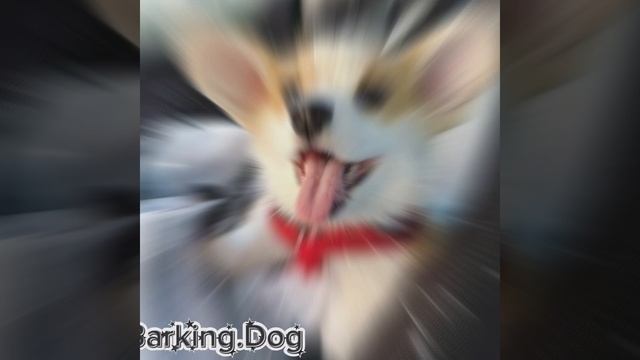 Милашное видео с пёсиками✌❤🥰 смотреть онлайн