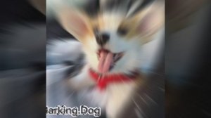 Милашное видео с пёсиками✌❤🥰