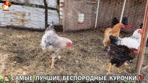 Цыплята и Курочки селяночки лучшие беспородные несушки 🥚 (318)