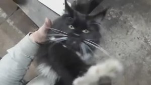 Кошка зашла поздароваться (без звука)