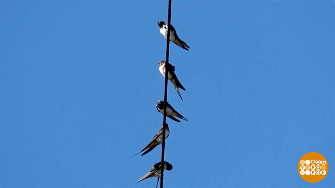 До свидания, птицы! Прилетайте весной! Доброе утро. Фрагмент выпуска от 23.09.2025