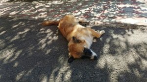 Видео пёс заглядывает в глаза