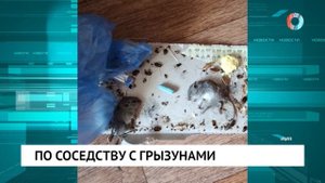 По соседству с грызунами