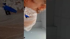 Ттыы