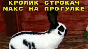Кролик бегает в саду)) Собираемся выпустить кроликов в вольер))