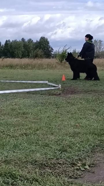 1 Отл. Золото Илима Я-БЛЭК СТАР +++ №28. ИРКУТСК 6 сентября`25 Моно немецких овчарок