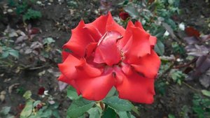 19=09=2025  кмр   (183)