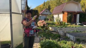 ОБРАБАТЫВАЮ ТЕПЛИЦУ ОСЕНЬЮ ПОСЛЕ БЕЛОКРЫЛКИ.