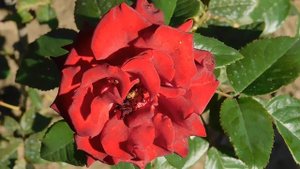 22==09==2025  ПВН  КМР   (51)