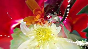 Видеофоны! Видеофон Осенняя цветочная фантазия 8 от Киностудии Мудрого Кота Тимофея!