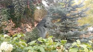 1000005453.mp4 Зашла в зоопарк