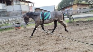 Гимнастирование молодой лошади на шлее Пессоа.