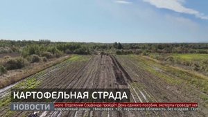 Картофель: какой ценой даётся урожай? Новости. 23/09/2025. GuberniaTV