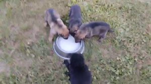 Щенки. Знакомство с козьем молоком.