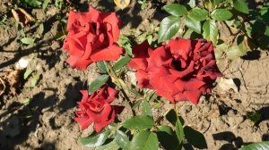 22==09==2025  ПВН  КМР   (50)