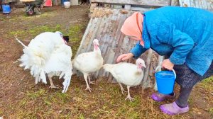 Деревенские Будни и мы с Бабушкой на хозяйстве