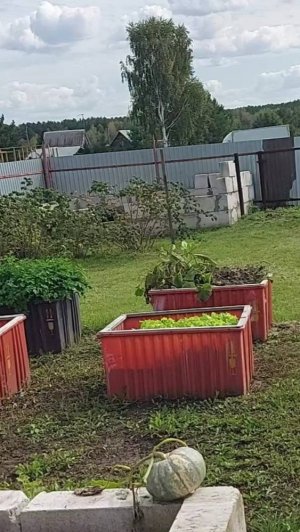 Утилизация Дендробены на даче.