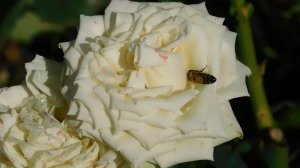 21..09..2025  кмр   (87)