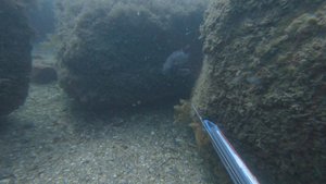 Корейский окунь / Горбыль / Подводная охота