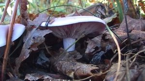 ГРИБНАЯ КЛАССИКА 2025 год