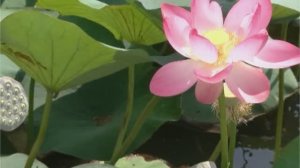НАША МАЛАЯ РОДИНА. Цветок, который мог бы стать символом Приморско-Ахтарского района.