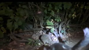 Ночной гость.