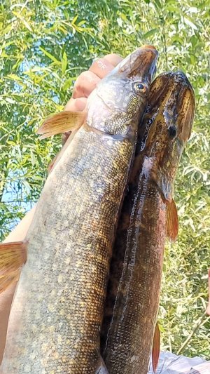 Вот это удар 🎣.!😆