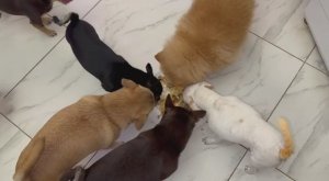 Хвостатым малышам пора подкрепиться.