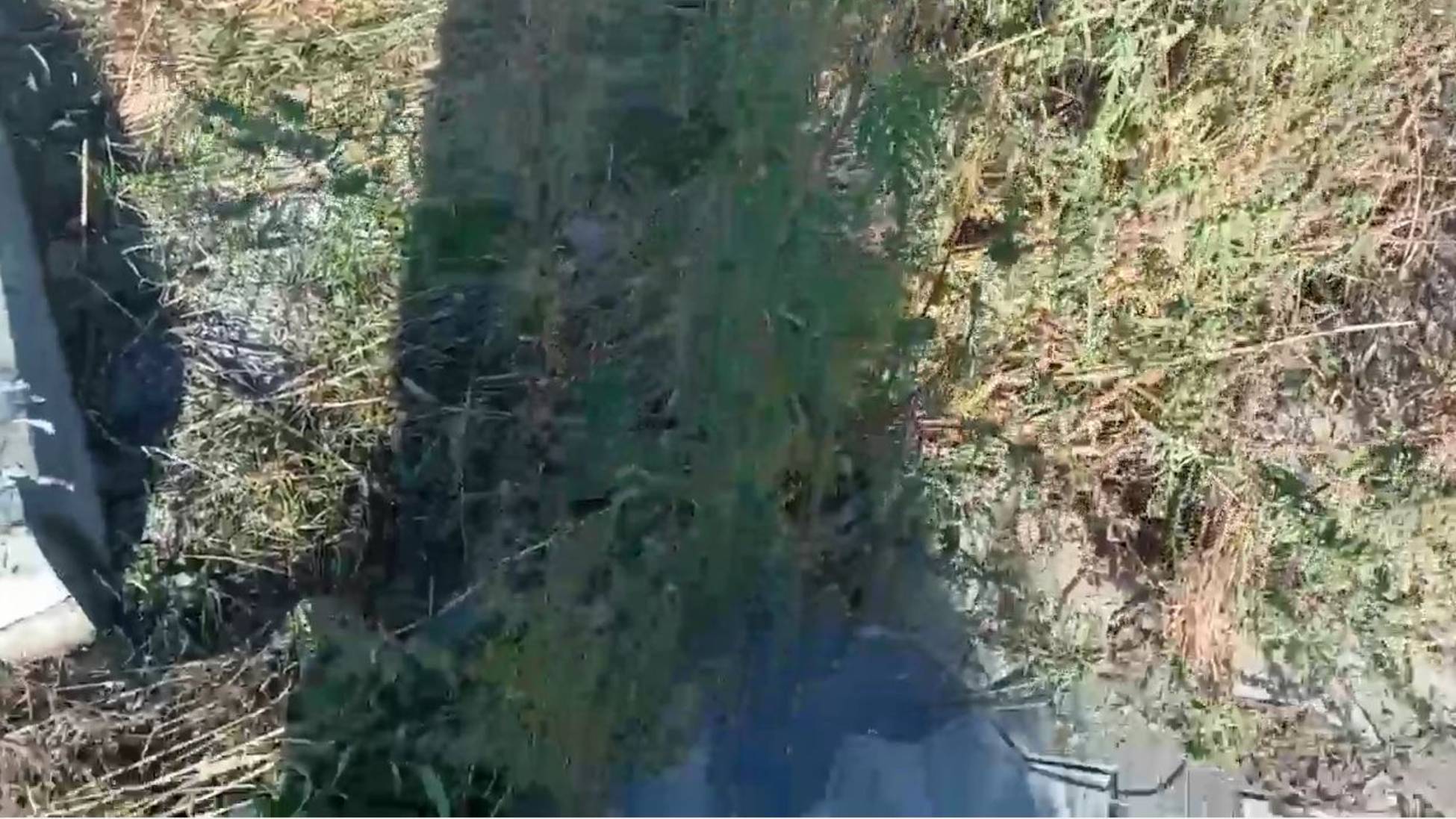 Амброзия 23.09.2025 смотреть онлайн