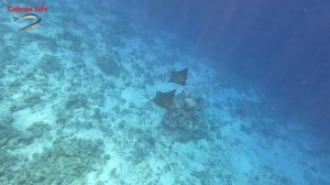 Пара Пятнистых Орляков (18.09.2025 11:45 Egypt, Tower Bay)