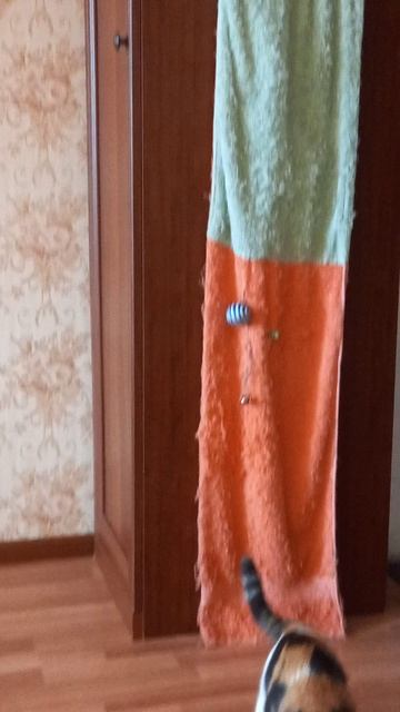 Кошка прыгает на шкаф и висит