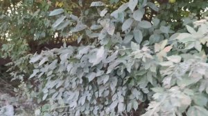 К чему приводит человеческая жадность и глупость