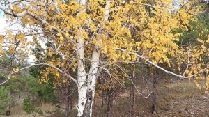 Проведал шалаш, палатку спёрли.