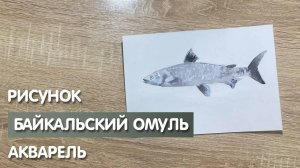 Как нарисовать байкальского омуля карандашом и акварелью начинающим | Рисунок для детей