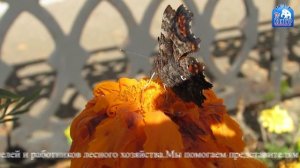 Передача от 19.09.2025 г.