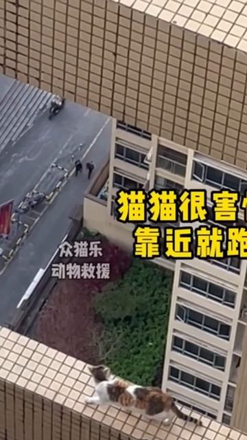 Кошка застряла на 32ом этаже