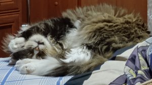 Спящий котик, Милота.