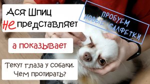 Текут глаза у собаки. Чем протирать?