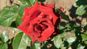 22==09==2025  ПВН  КМР   (65)