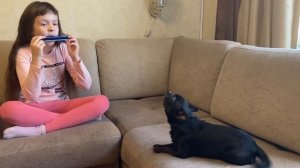 Певец. Сhihuahua