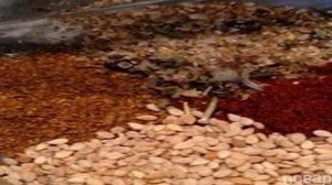 Куриные крылышки, запеченные в микроволновке