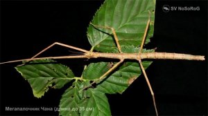 Какие размеры одного из самых длинных насекомых в мире Мегапалочника Чэна — Phobaeticus chani ?