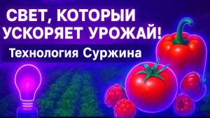 Поляризованный ультрафиолет: Лампы Суржина меняют правила игры в сельском хозяйстве!