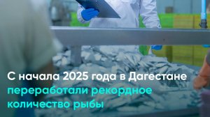 С начала 2025 года в Дагестане переработали рекордное количество рыбы